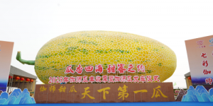 香飘丝路，伽师启新程 ——2025伽师瓜丰收季暨发车仪式圆满落幕