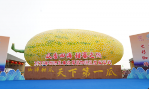 香飘丝路，伽师启新程 ——2025伽师瓜丰收季暨发车仪式圆满落幕